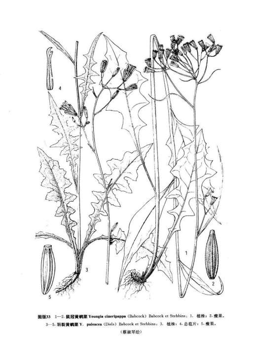 羽裂黃鵪菜 羽裂黃鵪菜