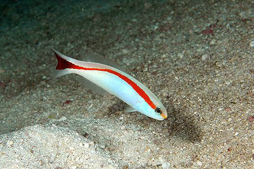馬氏似弱棘魚 馬氏似弱棘魚