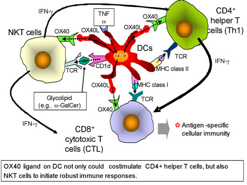 CD4細胞