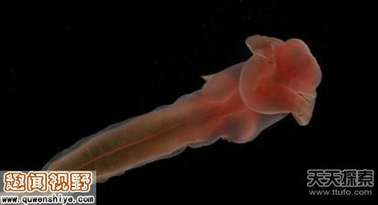 深海玉鉤蟲