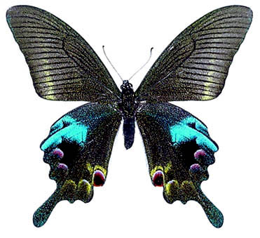 窄斑翠鳳蝶(圖1-雄蝶)