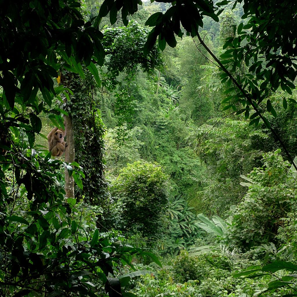 熱帶季風林