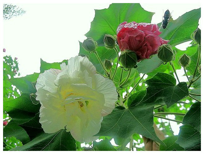 棉花的花蕾、花朵