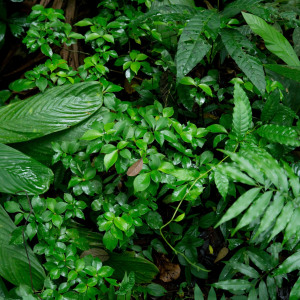 Psychotria chagrensis