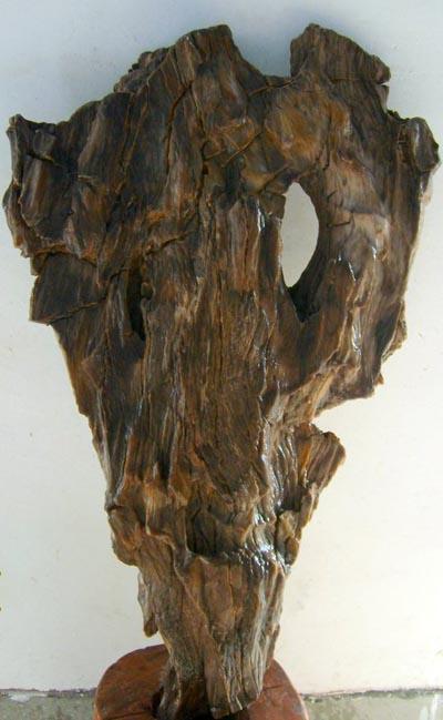 緬甸木化石