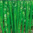 湘辣六號(湘辣6號) 湘辣六號(湘辣6號)
