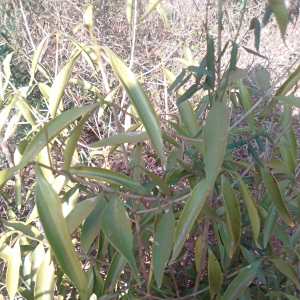 Coptosperma supra-axillare