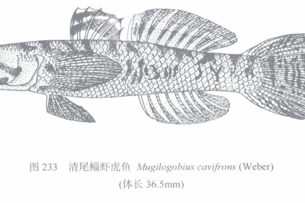 清尾鯔蝦虎魚 清尾鯔蝦虎魚