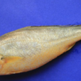 石首魚(中藥)