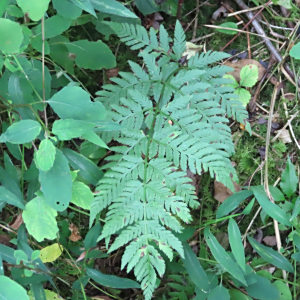Dryopteris carthusiana
