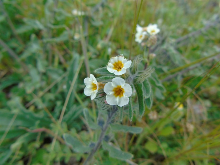 Alkanna corcyrensis