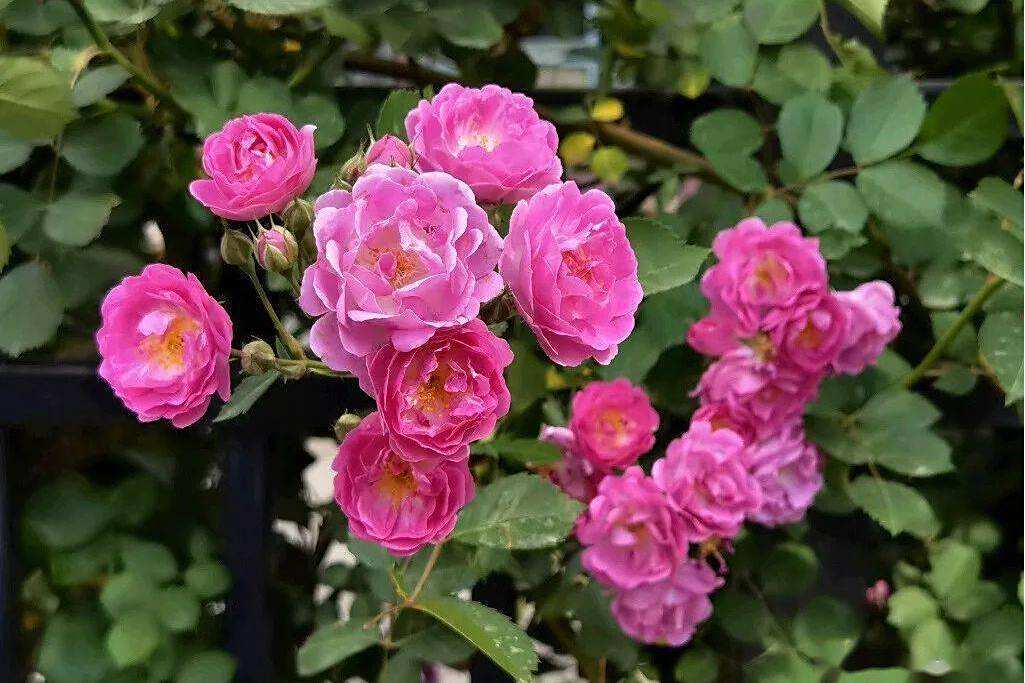 雙花薔薇 雙花薔薇