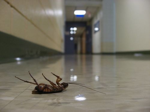 死亡熏除法