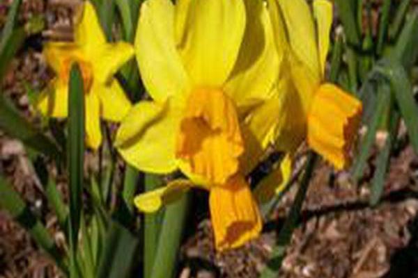 Narcissus \x27Bittern\x27