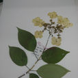 東陵八仙花 東陵八仙花