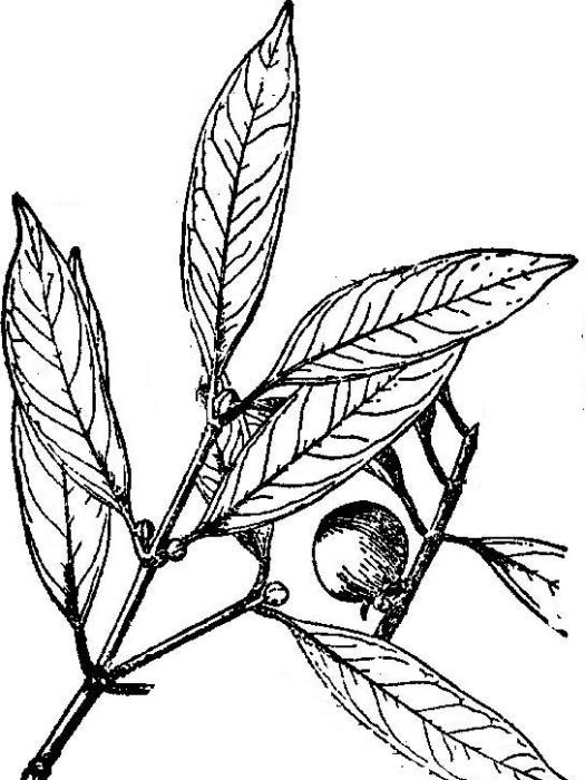 尖葉藤黃 尖葉藤黃