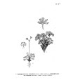 花葉點地梅 花葉點地梅