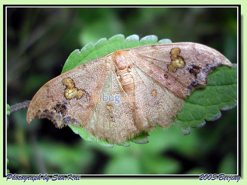 櫟樹鉤蛾