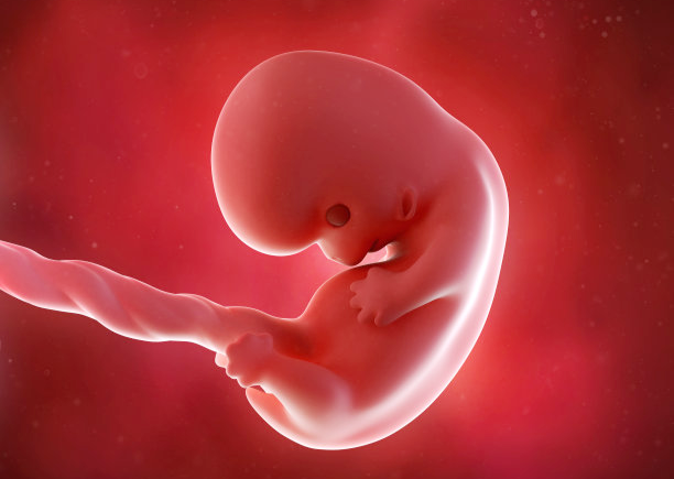 胎兒發育(產前發育)