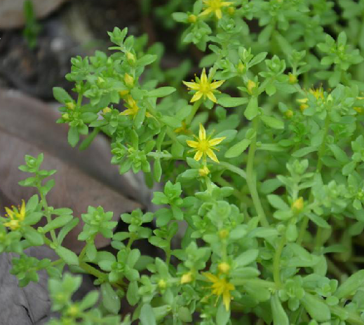 小箭草(馬屎花) 小箭草(馬屎花)