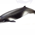 謝氏塔喙鯨