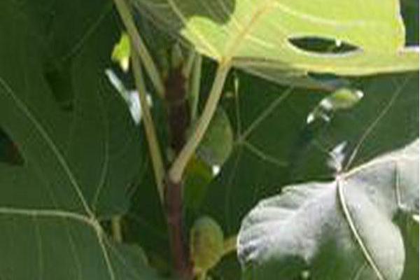 Ficus carica \x27Brown Turkey\x27 Ficus carica \x27Brown Turkey\x27