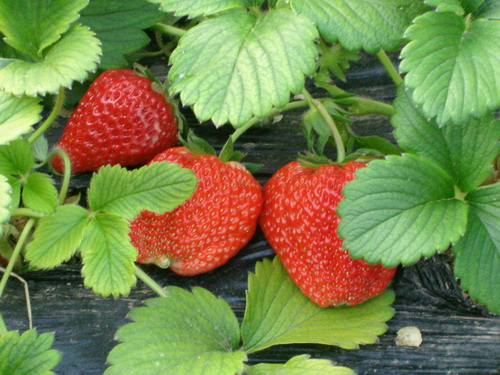 紅草莓