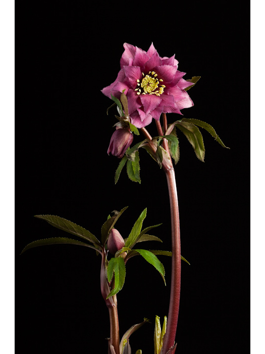 Helleborus \x27Mardi Gras Double Mix\x27