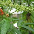 食茱萸 食茱萸