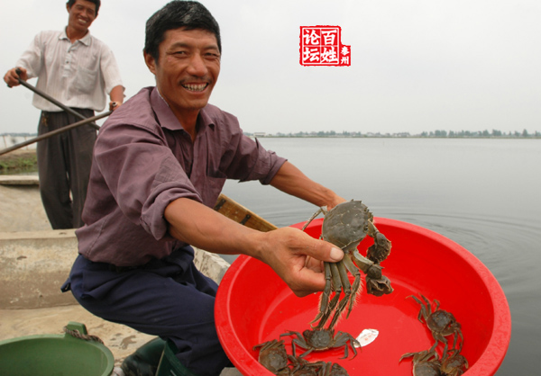 高效農業(泰州河蟹)圖片