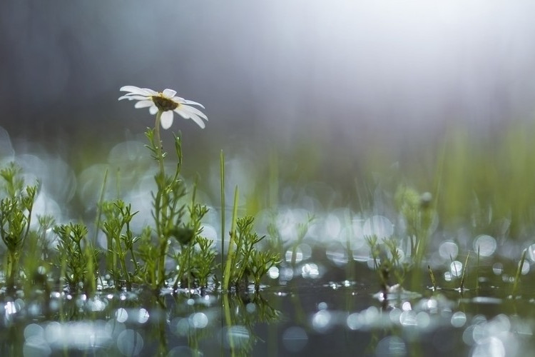 風雨中(藍莫櫻蝶創作的網路小說) 風雨中(藍莫櫻蝶創作的網路小說)