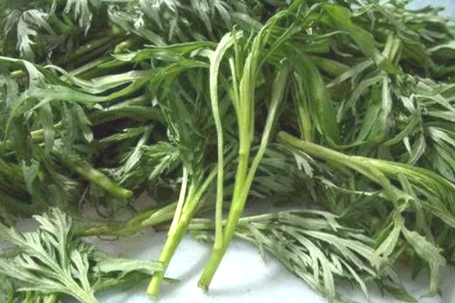 東北蛔蒿 東北蛔蒿
