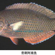 青斑阿南魚 青斑阿南魚