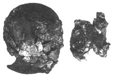 臘瑪古猿頭骨化石