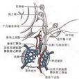 神經內分泌 神經內分泌