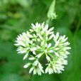 絹葉異裂菊 絹葉異裂菊