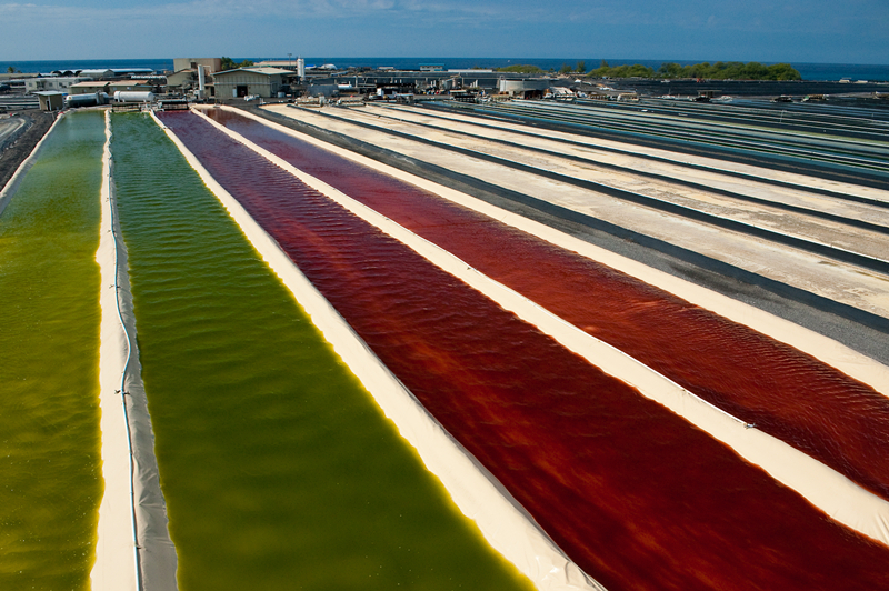 雨生紅球藻養殖池