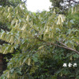 白毛椴 白毛椴