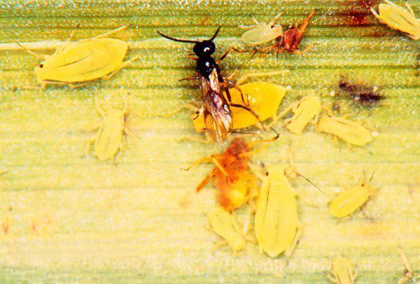 蚜繭蜂