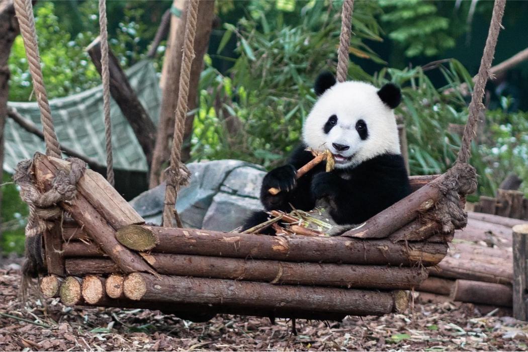 北辰(大熊貓) 北辰(大熊貓)