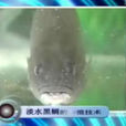 淡水黑鯛 淡水黑鯛