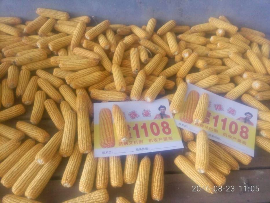 魯單1108 魯單1108