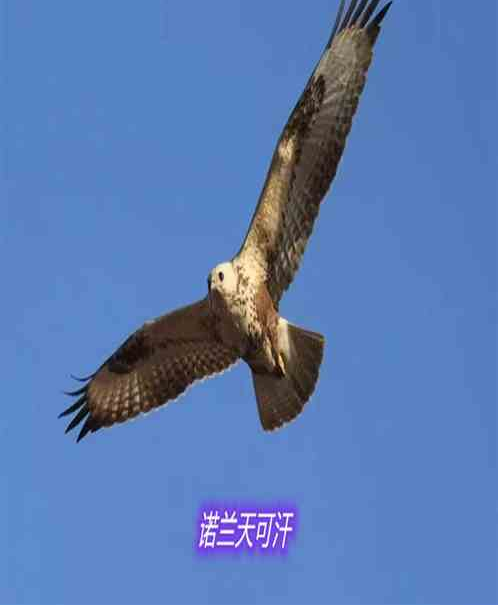 諾蘭天可汗