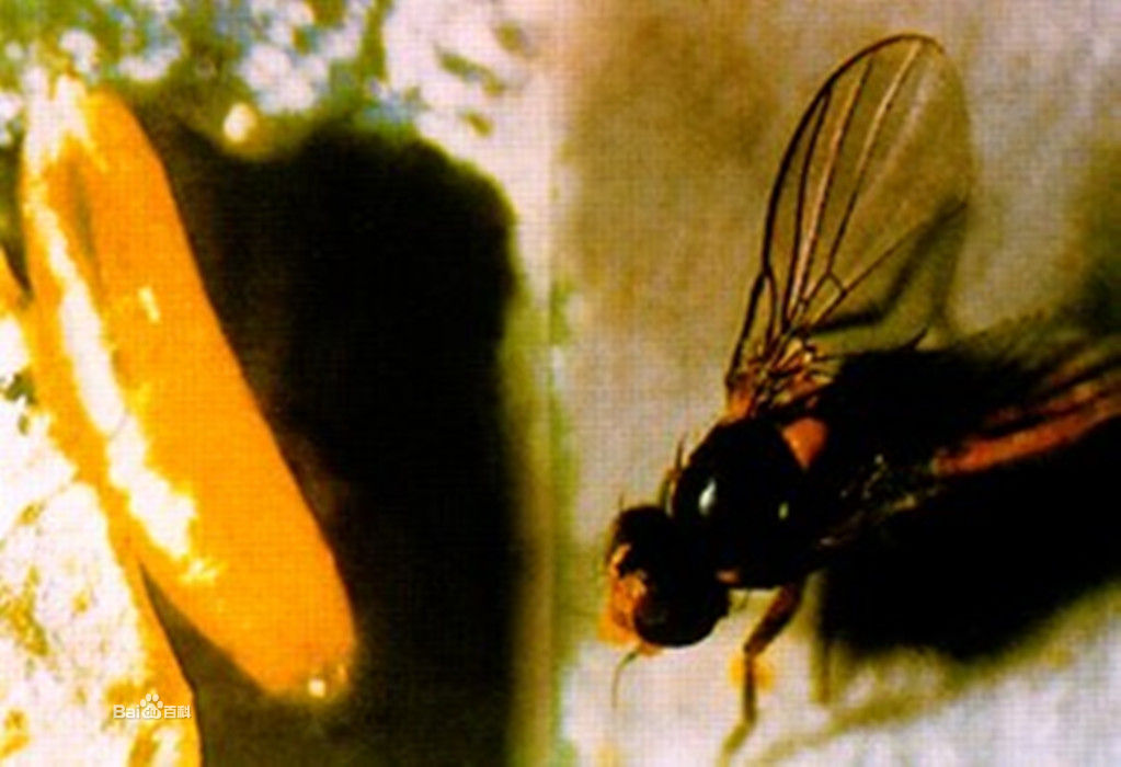 棉田美洲斑潛蠅