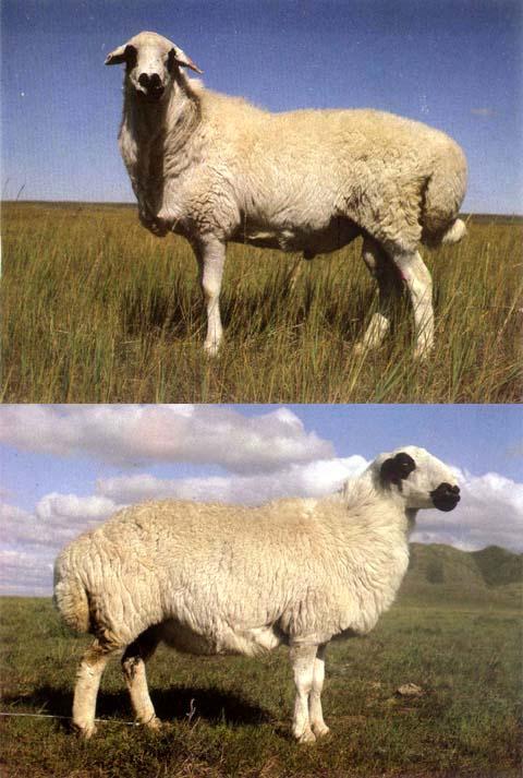 （圖一）烏珠穆沁羊
