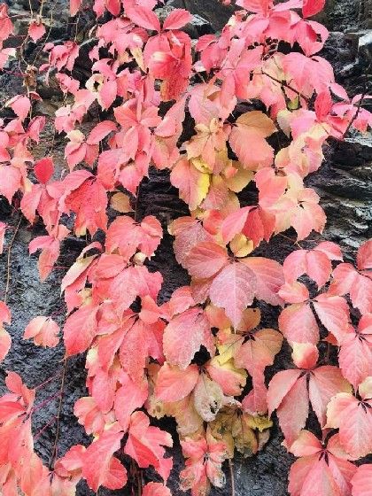 秦風楚芸 秦風楚芸
