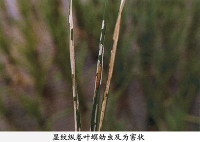 水稻顯紋縱卷葉螟