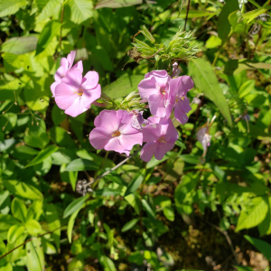 Phlox pulchra