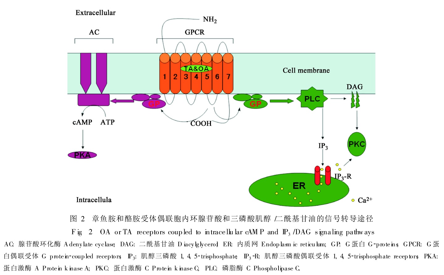章魚胺酪胺受體偶聯胞內信號轉導途徑