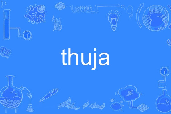 thuja thuja